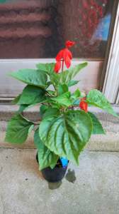 花苗の大量衝動買い 画像3