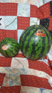 祭りばやし(大)とひとりじめ(小) 画像1