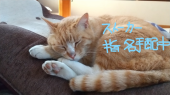 嫁がストーカー被害にあっております！ 画像1