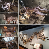 ☆国立科学博物館☆ 画像2