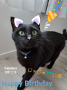 猫12歳