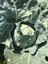 野菜をたくさん