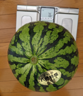 冬物下着と重っ旨っスイカ 画像1