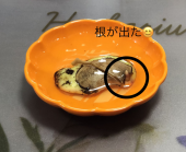 目玉焼き＆マンゴーの種 画像2