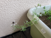 咲いた！ 画像2