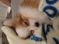 ☆パピーがやってきた☆