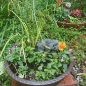 寄せ植え 画像1