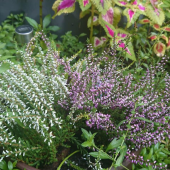 寄せ植え 画像2