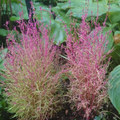 寄せ植え 画像3