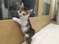 引っ越しするの？
