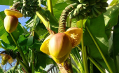 Y　バナナの花 画像2