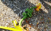 Y　バナナの花 画像3