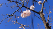 Y紅葉と桜 画像1