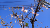 Y紅葉と桜 画像2