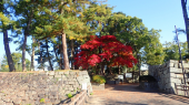 Y紅葉と桜 画像3
