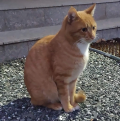 かっぱ と うぅ〜ふぅ〜