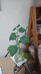 リサイクルショップで売った 画像2