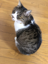 のっぺ 画像2