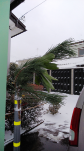 カラダ優先の大晦日 画像1