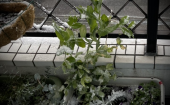 220106　初雪 画像1