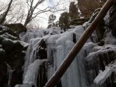 雪の中、ヤマドリ♂と遭遇 画像2