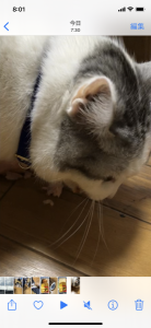 ドロボー 画像3