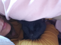 猫の添い寝