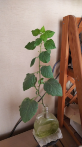 体調治まる。確定申告作業 画像1