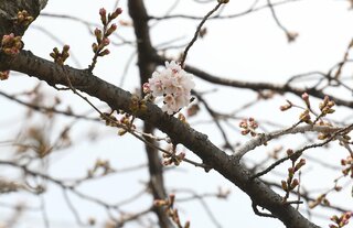 の 600 法則 度 桜の開花日が、素人でもカ～ンタンにわかる「６００度の法則」とは