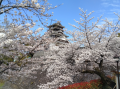 熊本城桜満開晴