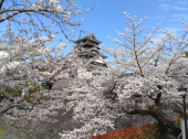 熊本城桜満開晴 画像2