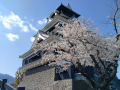 熊本城桜満開晴