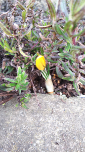 外のお店で女子会ランチ 画像2