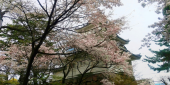 昨日と今日の桜 画像1