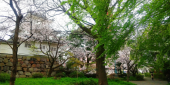 昨日と今日の桜 画像3