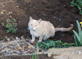 松戸 と 久々猫ちゃん