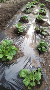 動け、動け。 画像2