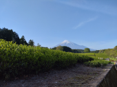 撮影　茶畑と富士山 画像1