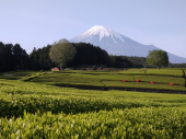 撮影　茶畑と富士山 画像2
