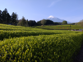 撮影　茶畑と富士山 画像3