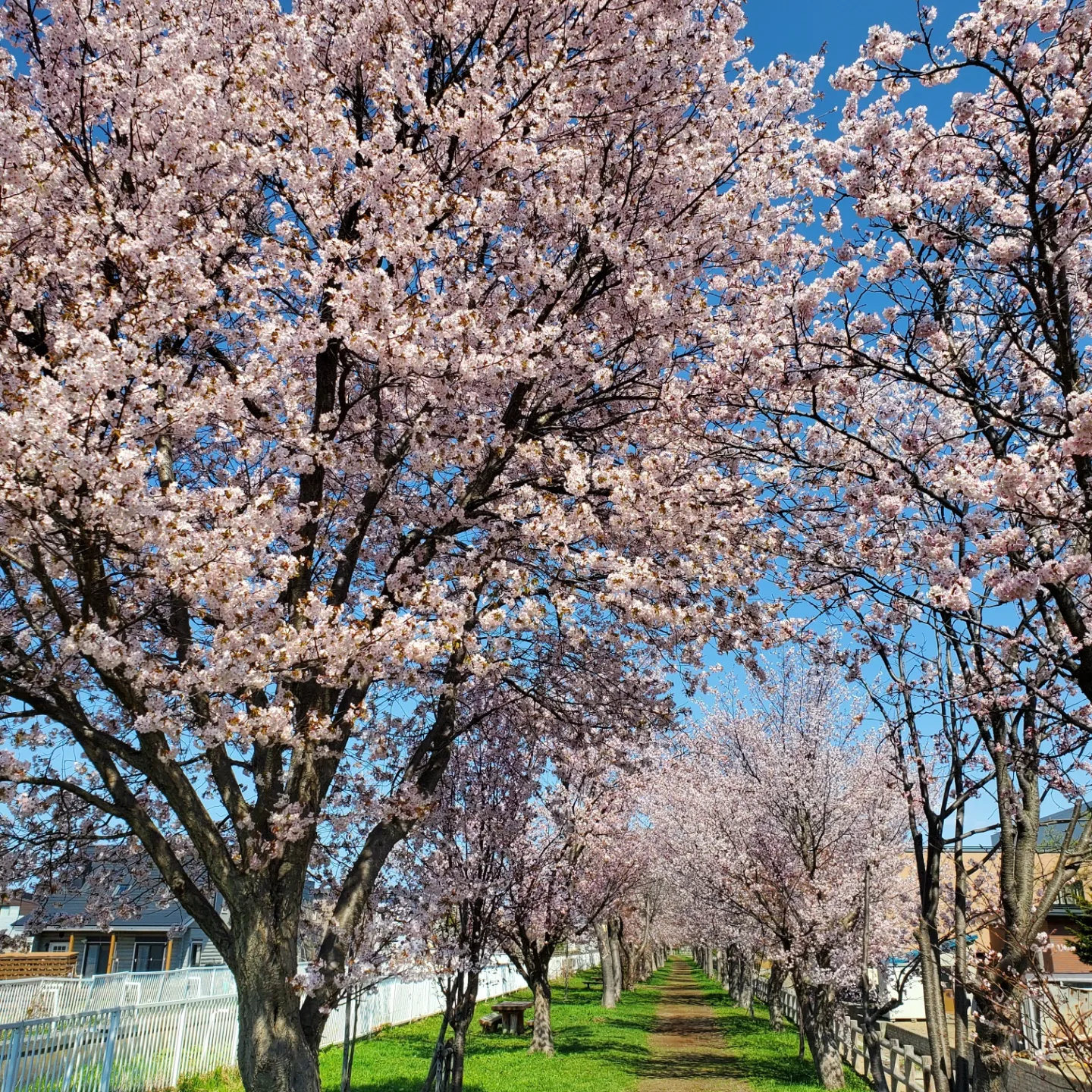 桜！！画像巨大化！
