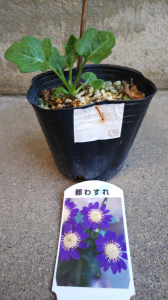 都わすれとバーベナをお迎え 画像1