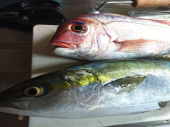 釣り立ての鯛とハマチ 画像1