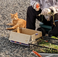 動きっぱなし と くつろぐ猫ちゃん