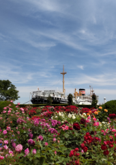 薔薇 ② 画像1