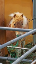 馬がいた