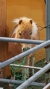 馬がいた 画像2