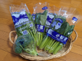 重なる野菜 と シャコバサボテン