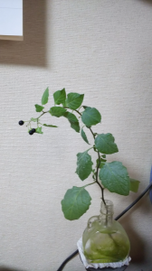 リース料率が分からない 画像1