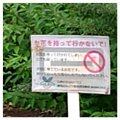 花なんかを盗むなよ